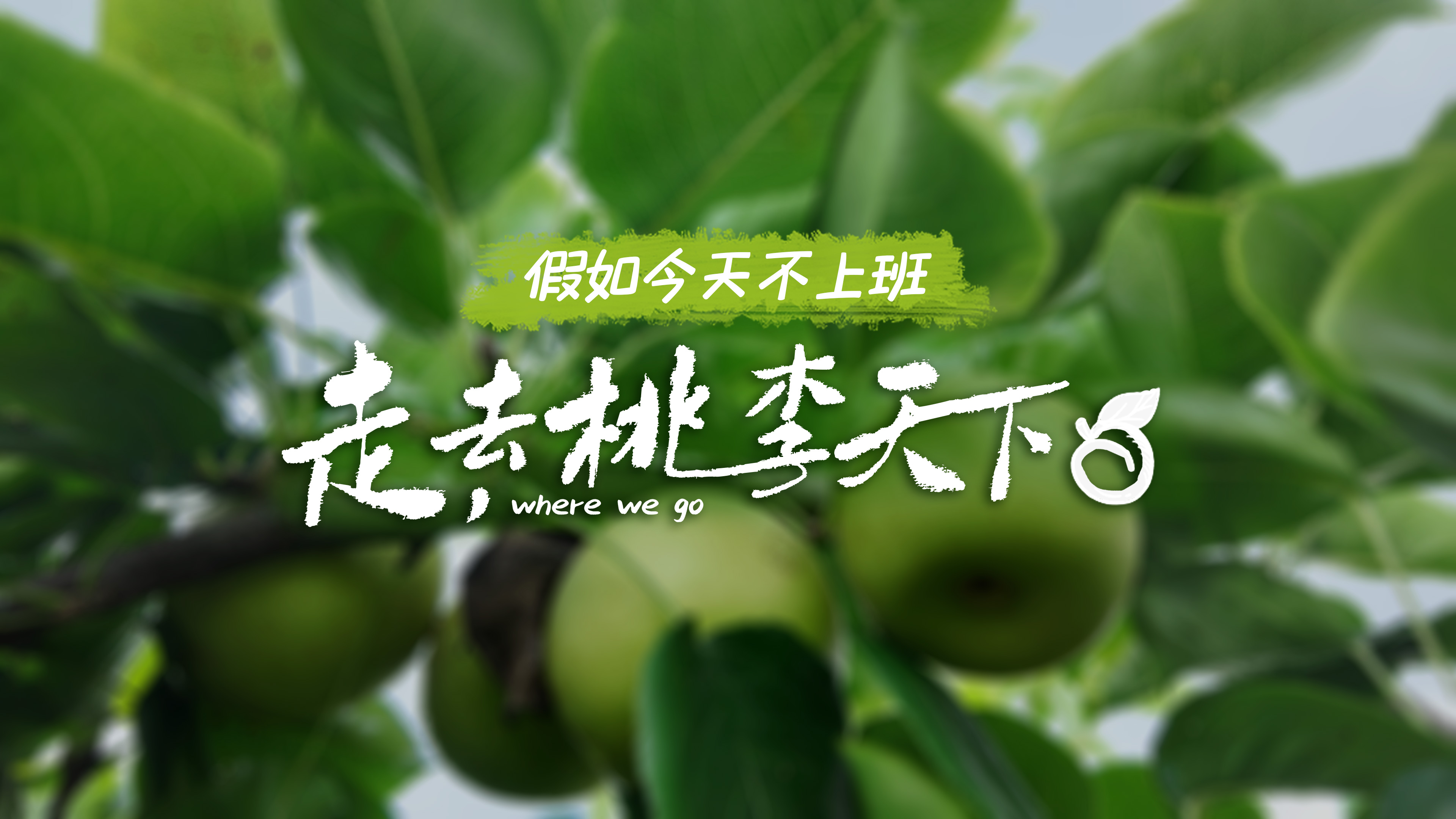 走，去沅江摘水果