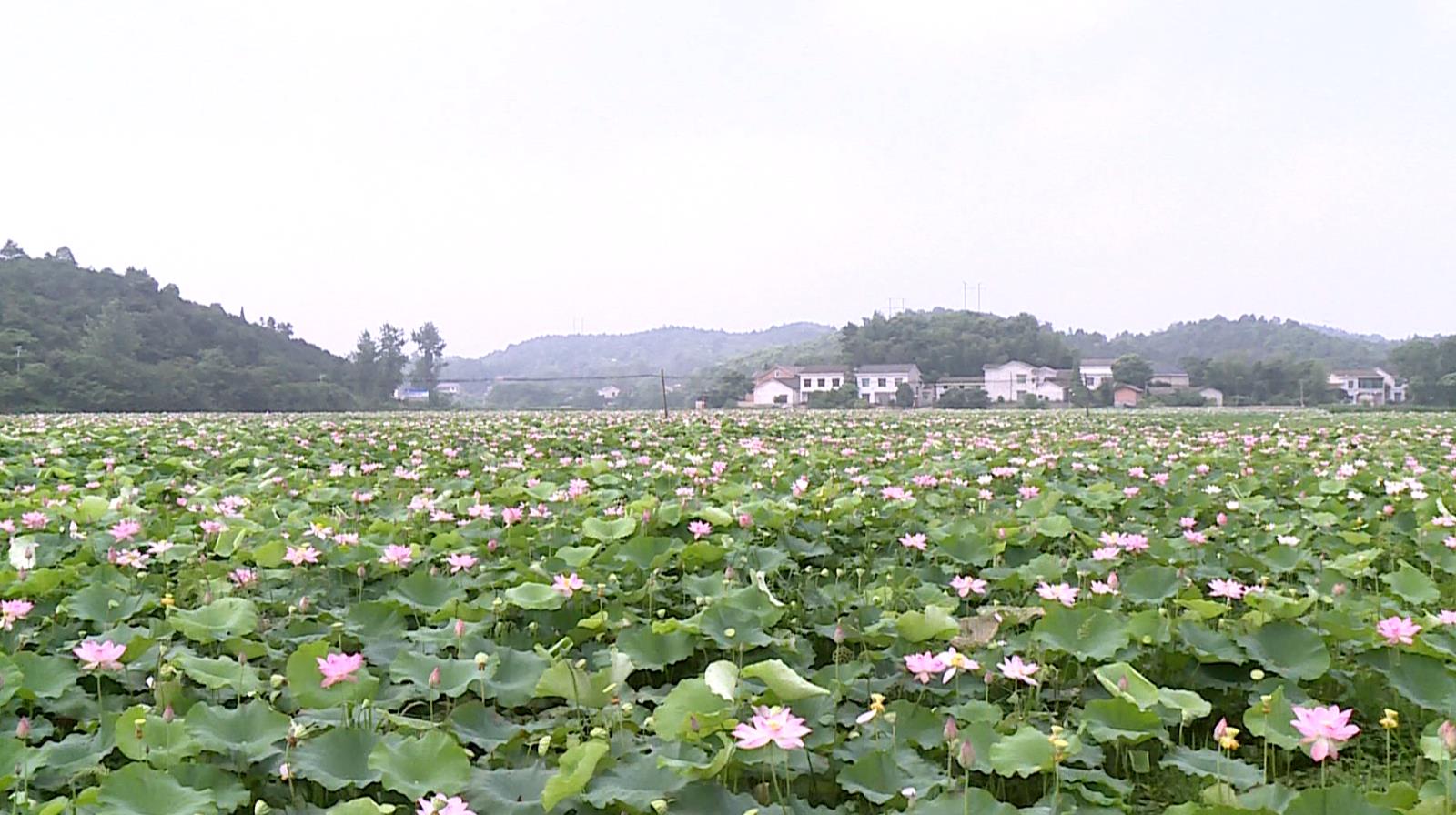 决战决胜脱贫攻坚湘莲盛开别样美甘甜莲蓬静待摘