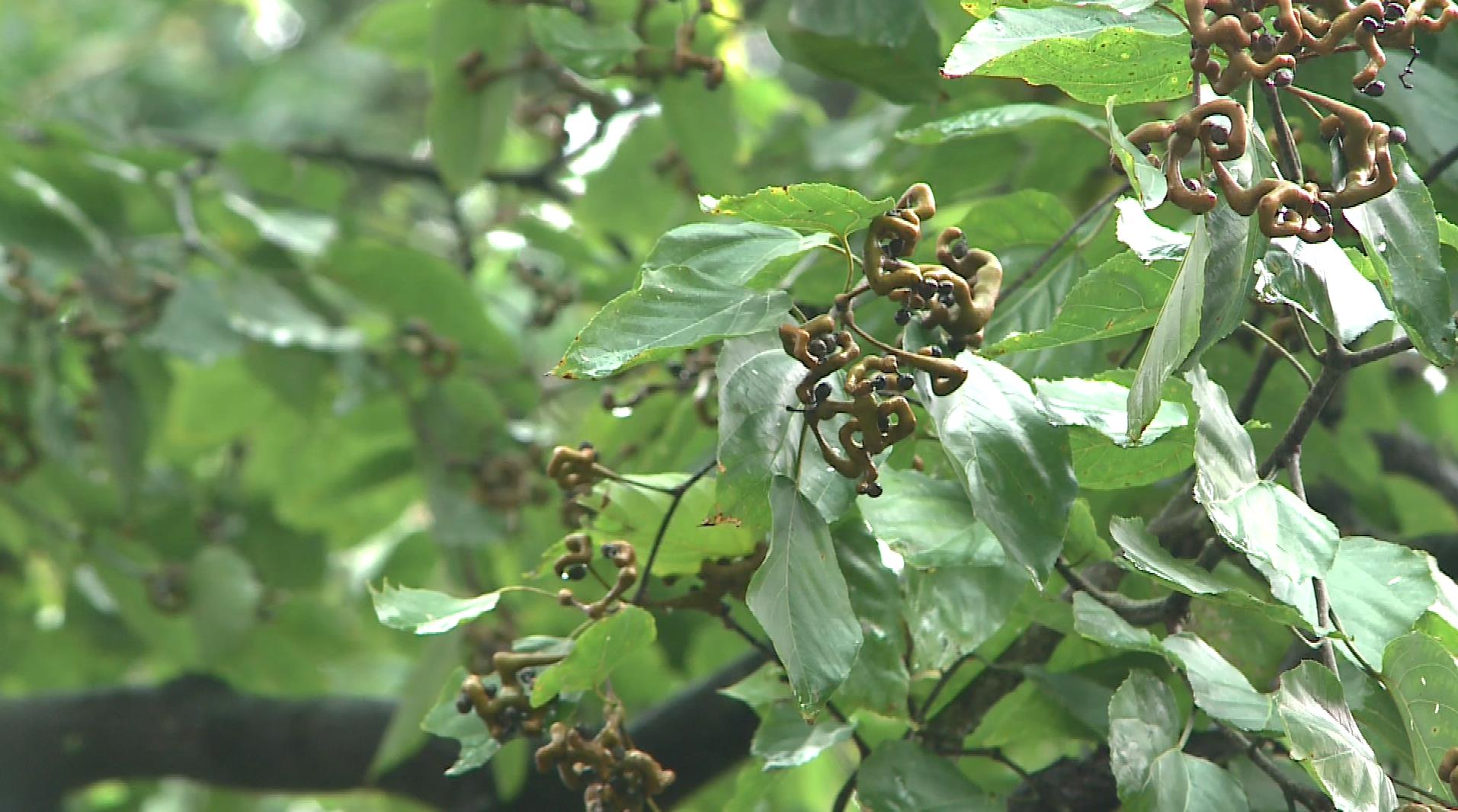 形似鸡爪味却甜,这种野果叫鸡爪连 - 醴陵新闻网