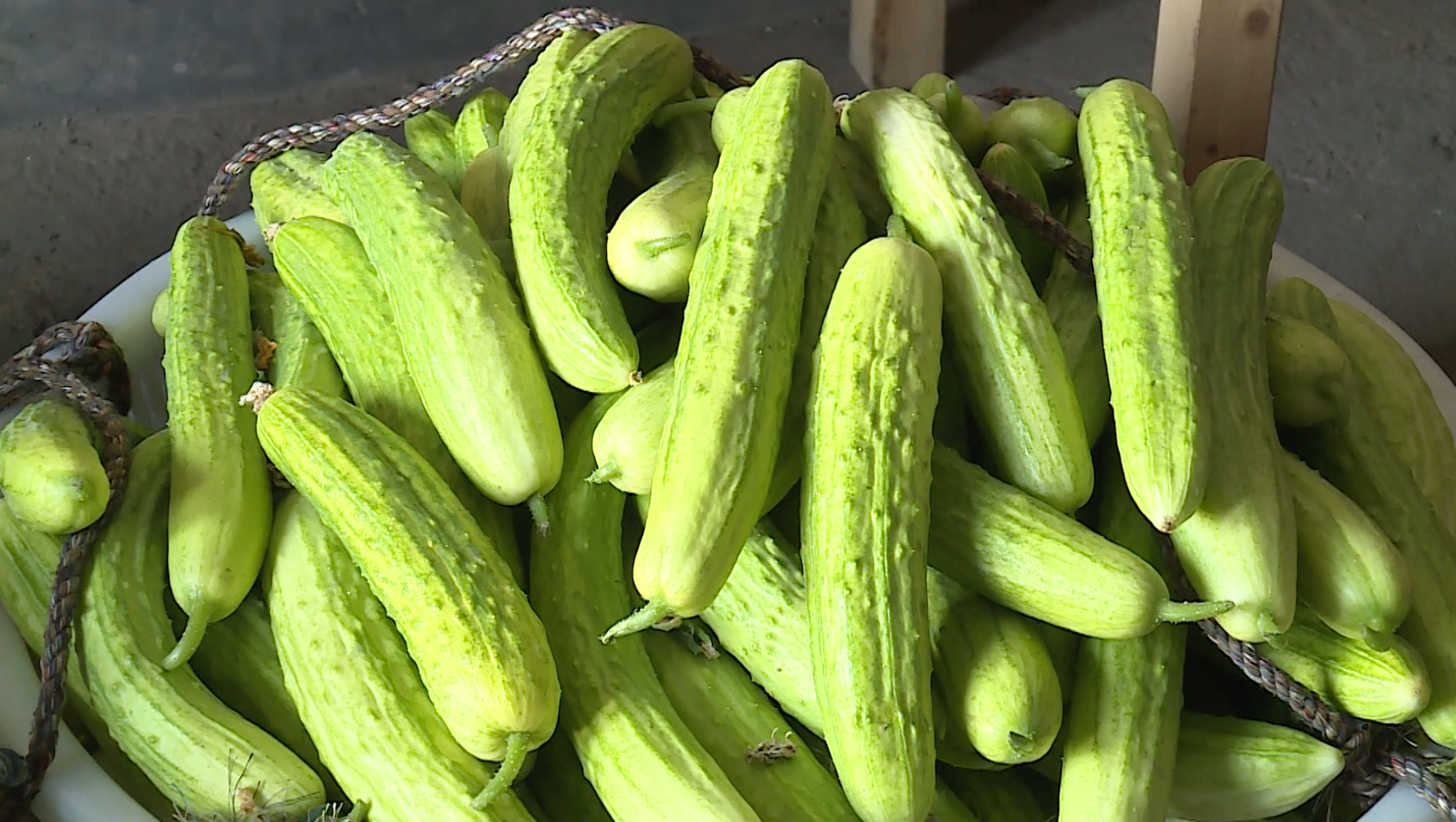 春耕生产进行时本地黄瓜正上市春天味道入佳境